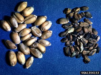 نماتد گال بذر